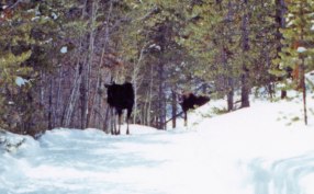 Moose-002